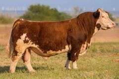 VESTAL TAG 144 STEER