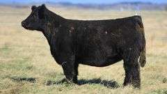 VESTAL TAG R425 STEER
