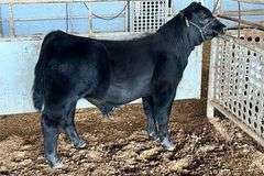 VESTAL TAG 0/56 HEIFER