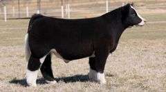 GORETSKA TAG 146 STEER