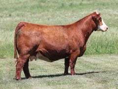 VESTAL TAG 128 STEER