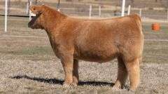 GORETSKA TAG 130 STEER