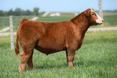VESTAL TAG 128 STEER
