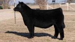VESTAL TAG R84 STEER