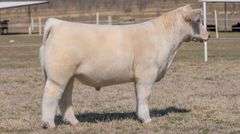 GORETSKA TAG 141 STEER