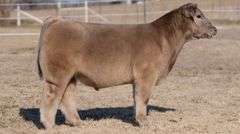 VESTAL TAG R05 STEER