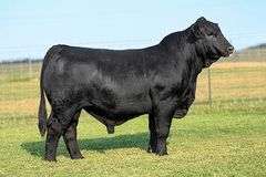 VESTAL TAG 262 STEER