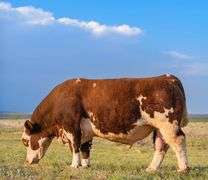 TMTC SEMEN A