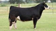 VESTAL TAG 262 STEER