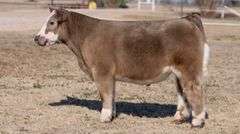 VESTAL TAG 9316C STEER