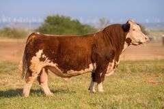 TMTC SEMEN F