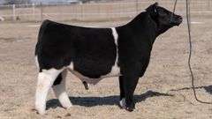 VESTAL TAG 122 STEER