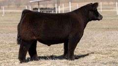 GORETSKA TAG 131 STEER