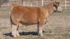 GORETSKA TAG 147 STEER
