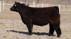 GORETSKA TAG 107 STEER
