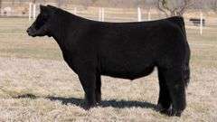 GORETSKA TAG 111 STEER