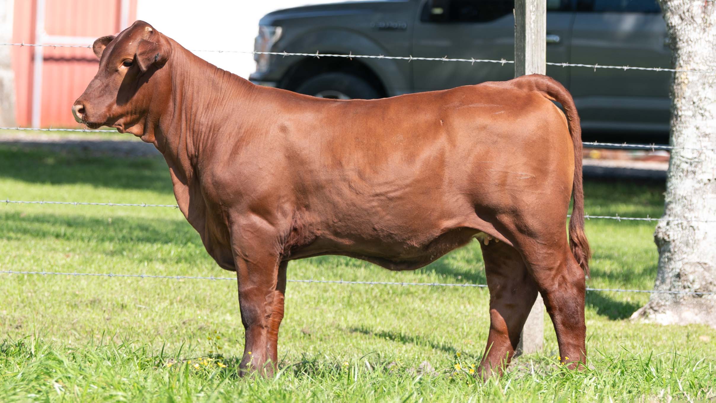 EXCELL SANTA GERTRUDIS REDS TO DIE FOR! VOLUME 5 3/18/25