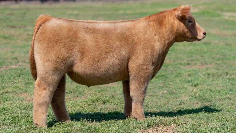 L5 TAG 4632 STEER