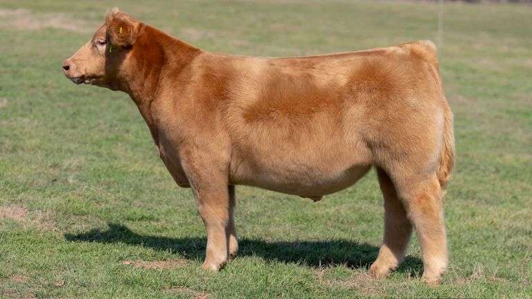 L5 TAG 76918 STEER