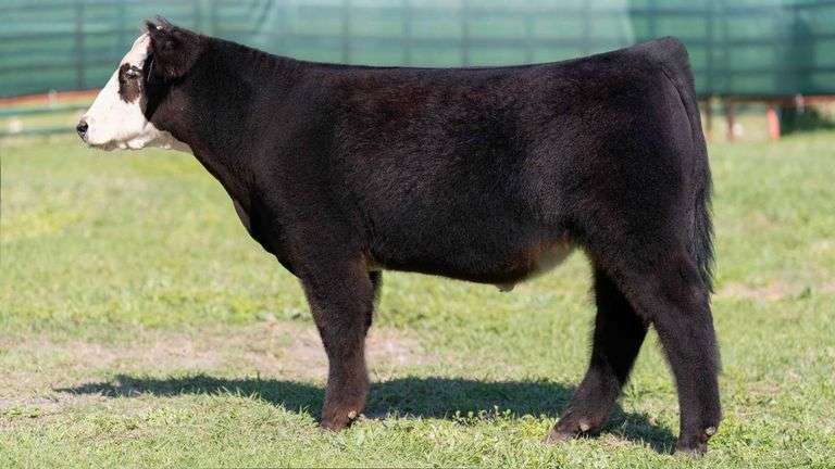 MARTIN TAG 5 STEER