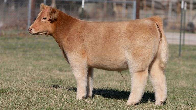 ASHWORTH TAG 99 STEER