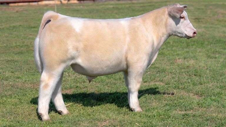 L5 TAG 840 STEER