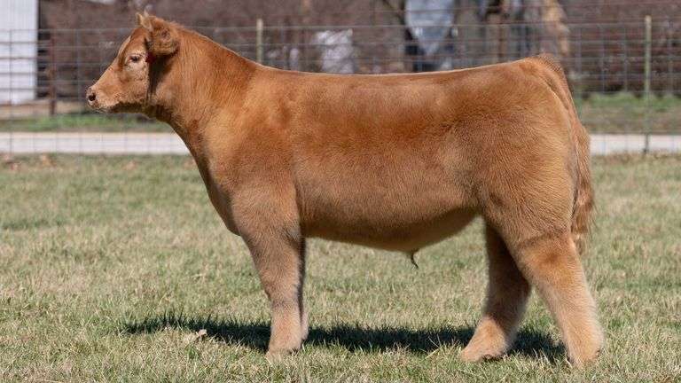ASHWORTH TAG 87 STEER