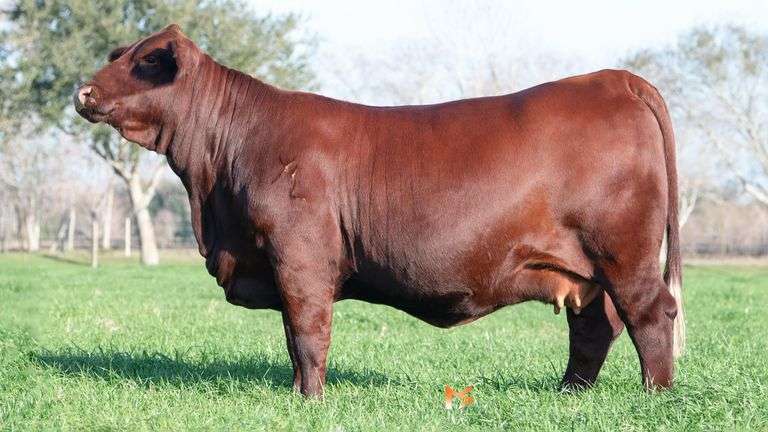 5 SEXED FEMALE EMBRYOS - 777 HONEYBADGER CANDYMAN ET X XL'S RIVER HAWTHORN 380