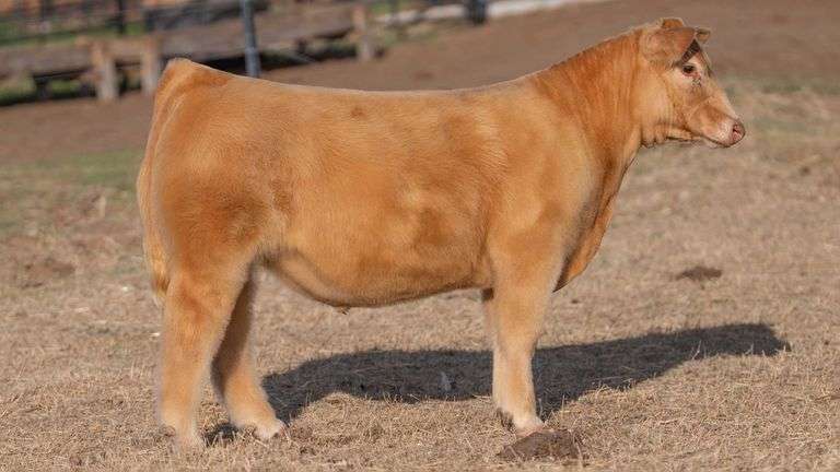 CHAPLIN TAG 31 STEER