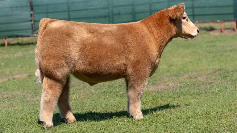 MARTIN TAG 4 STEER