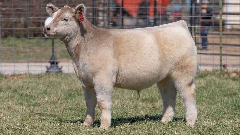 ASHWORTH TAG 88 STEER