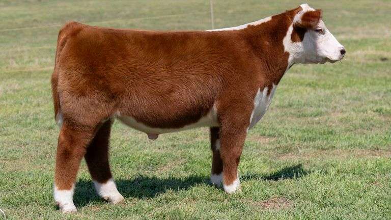 L5 TAG 79262 STEER