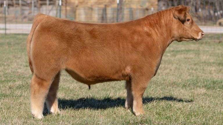 ASHWORTH TAG 92 STEER