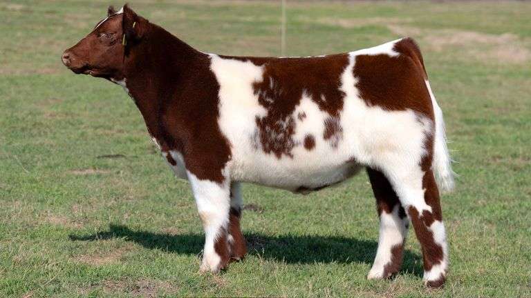 L5 TAG 670 STEER