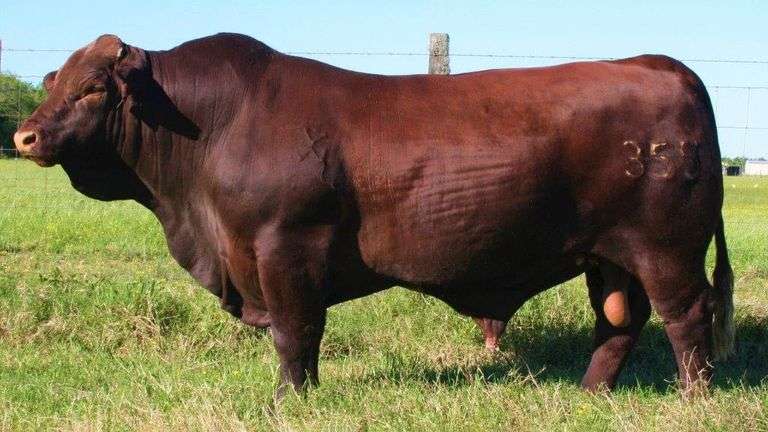 CONVENTIONAL SEMEN - 2 UNITS XL'S MIDAS 355