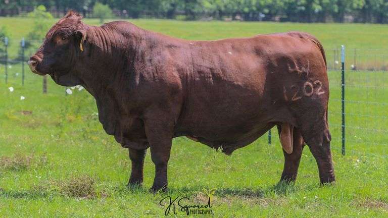 SEMEN - HERD BUILDER PACKAGE