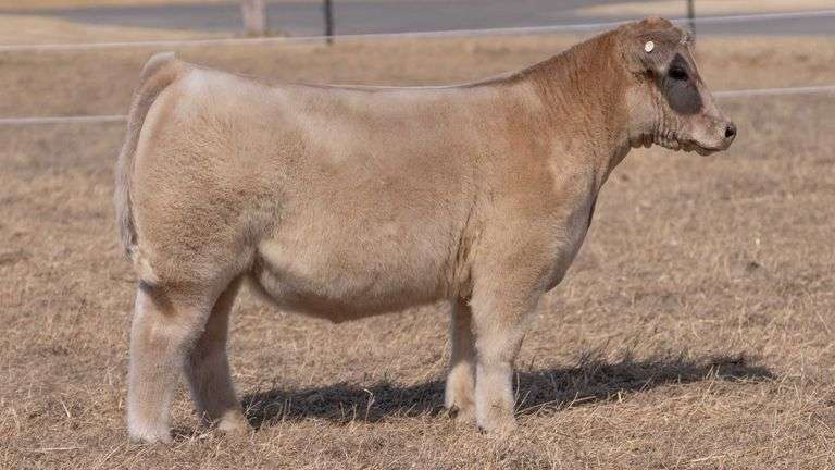 WEBSTER TAG 94236 STEER