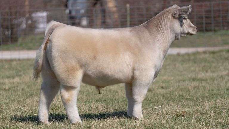 ASHWORTH TAG 104 STEER