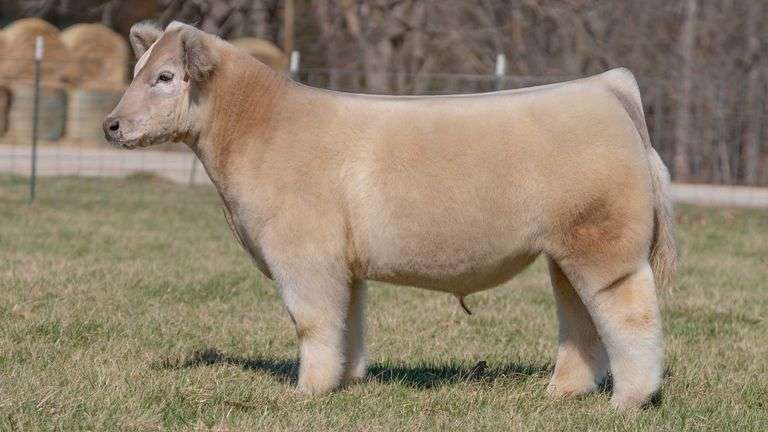 ASHWORTH TAG 84 STEER