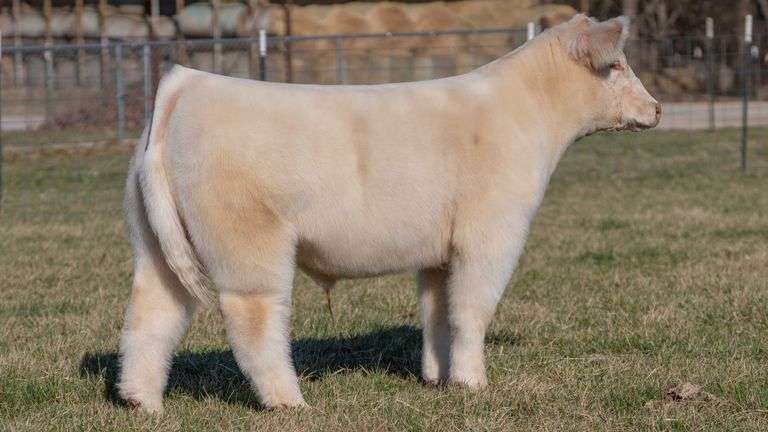 ASHWORTH TAG 81 STEER