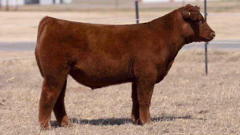 CHAPLIN TAG 65 STEER