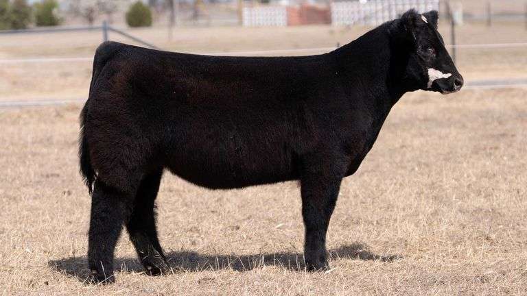 WEBSTER TAG 707 STEER