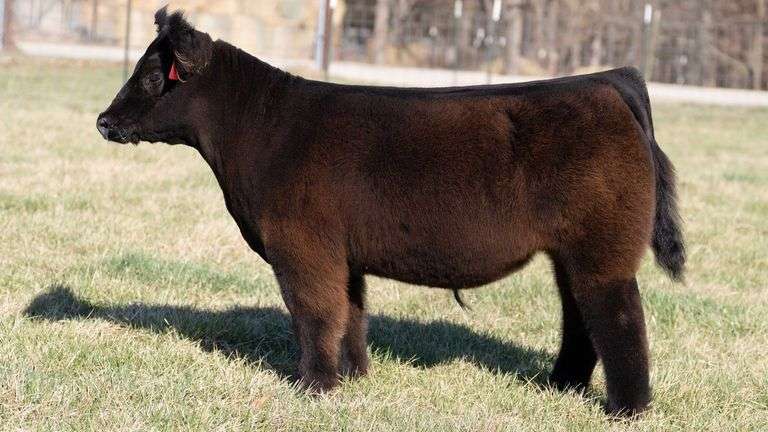 ASHWORTH TAG 93 STEER