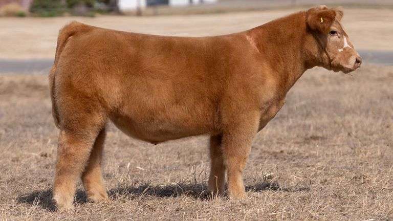 CHAPLIN TAG 810 STEER