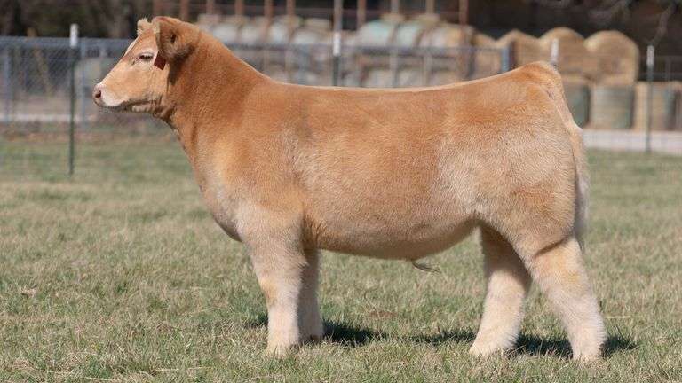 ASHWORTH TAG 83 STEER