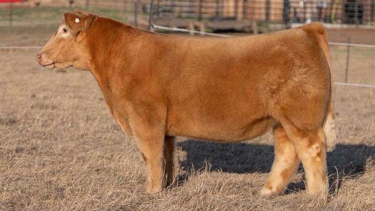 WEBSTER TAG 48773 STEER