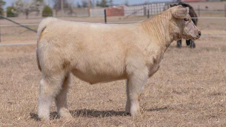 CHAPLIN TAG 05 STEER