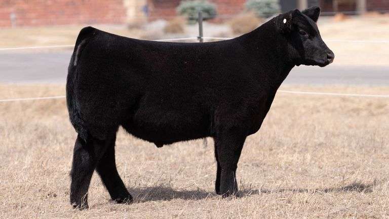 WEBSTER TAG 34 STEER