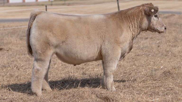WEBSTER TAG 93618 STEER
