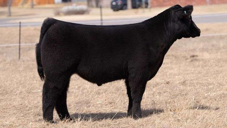 WEBSTER TAG 62 STEER
